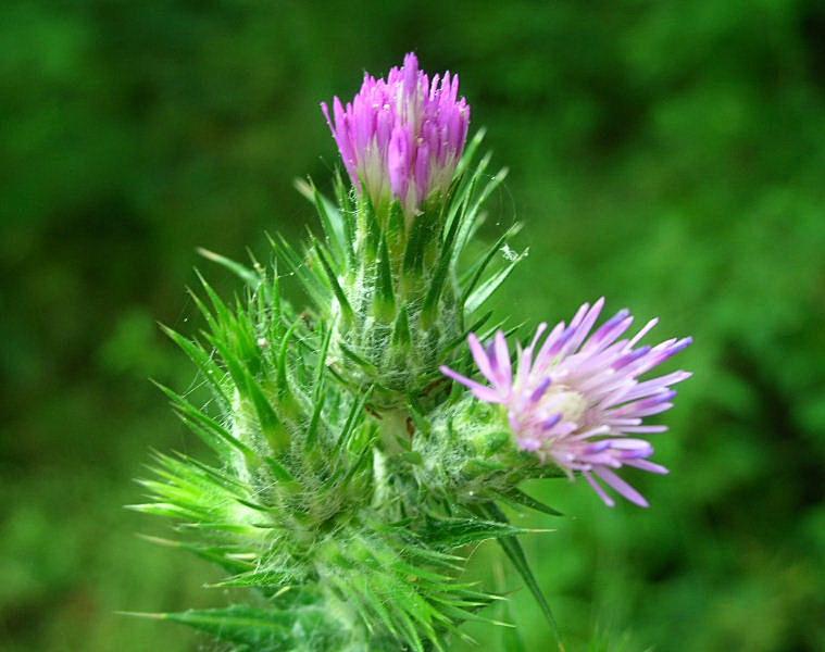 Carduus pycnocephalus / Cardo saettone